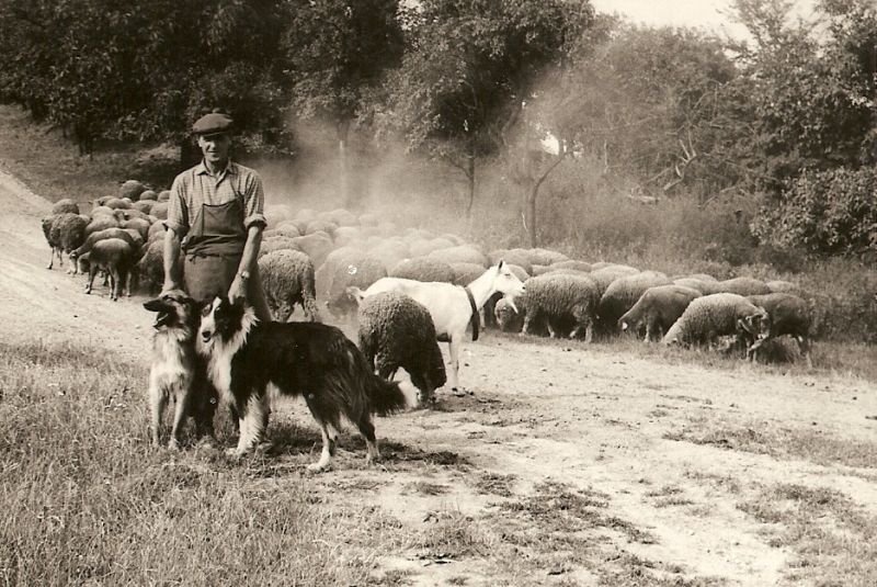 Fišer - chov ovcí na mlýnku